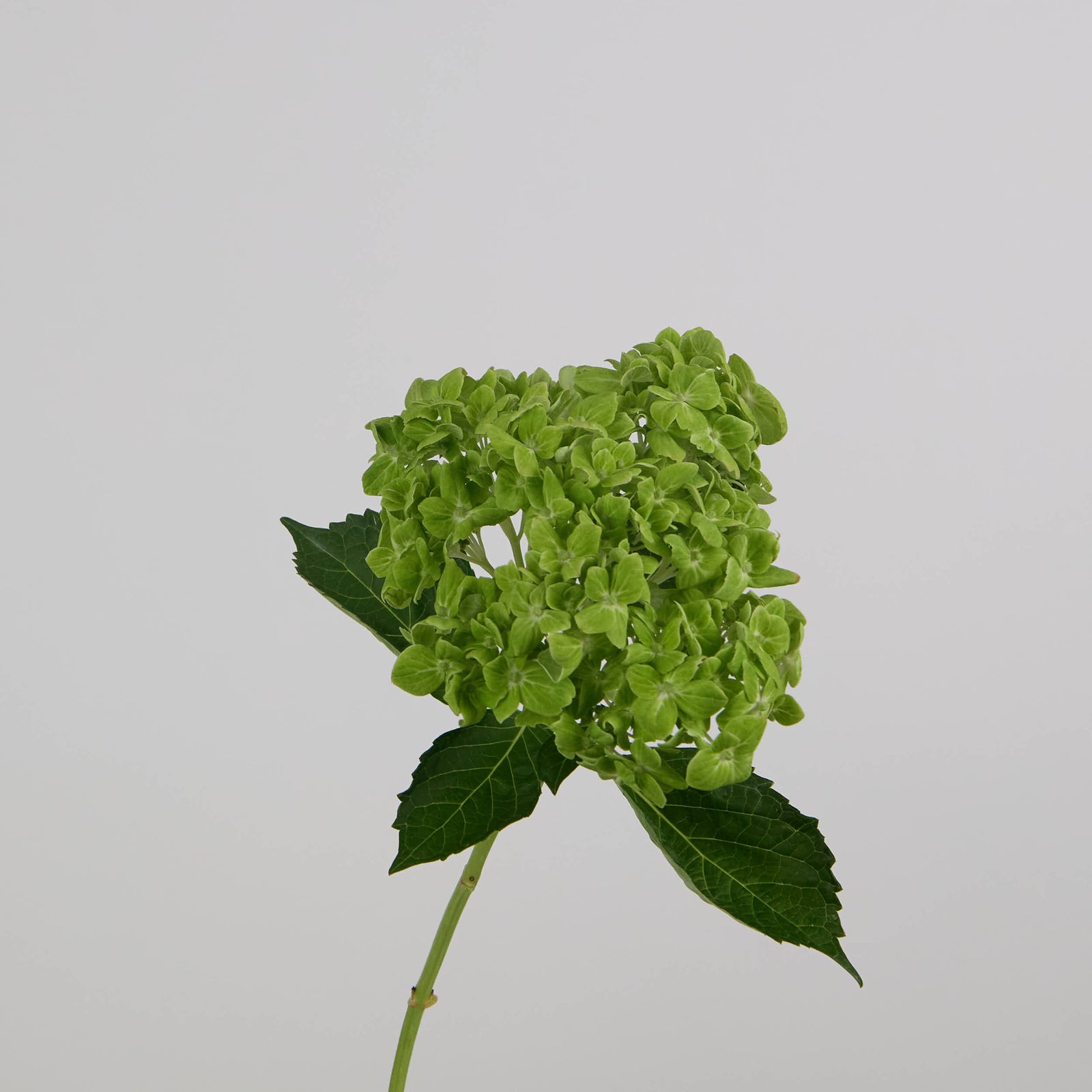 Hydrangea Green