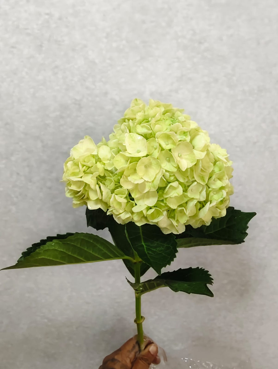 Hydrangea Lemon Green