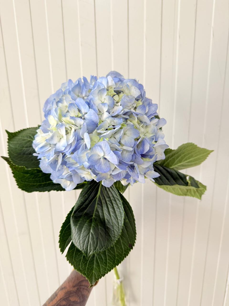 Hydrangea Light Blue