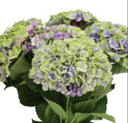 Hydrangea Magical Amethyst