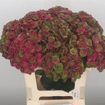 Hydrangea Magical Charlotte