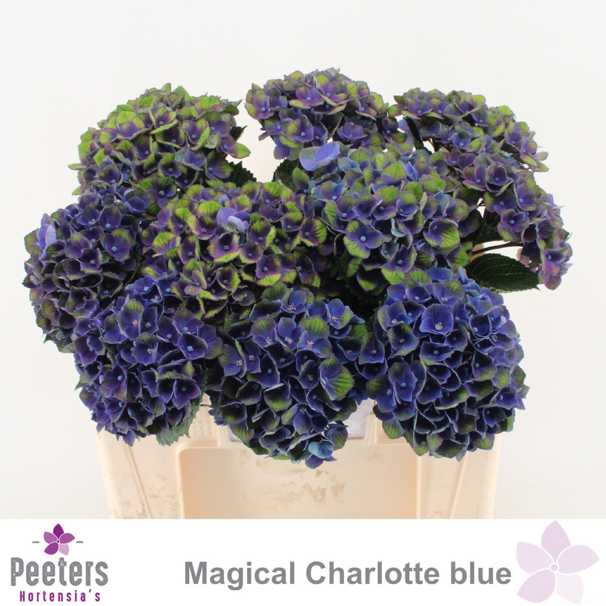 Hydrangea Magical Charlotte Blue