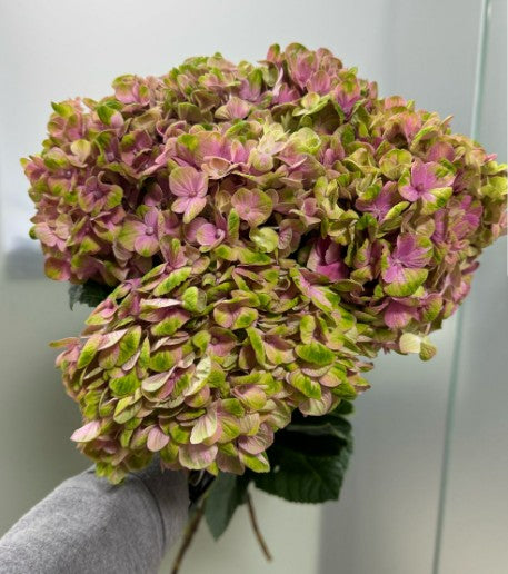 Hydrangea Magical Coral