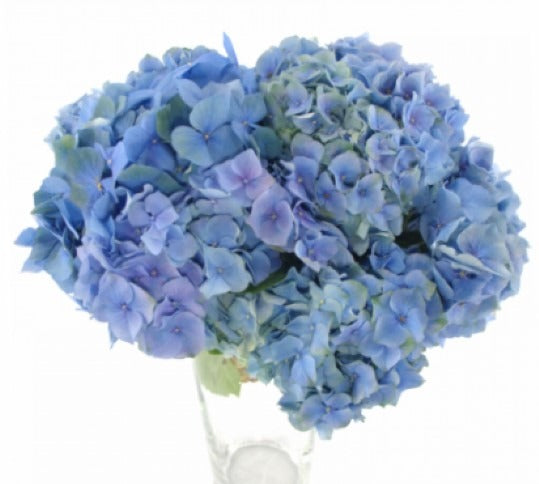Hydrangea Magical My Heaven