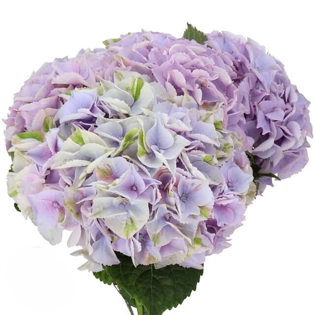 Hydrangea Magical My Minerva