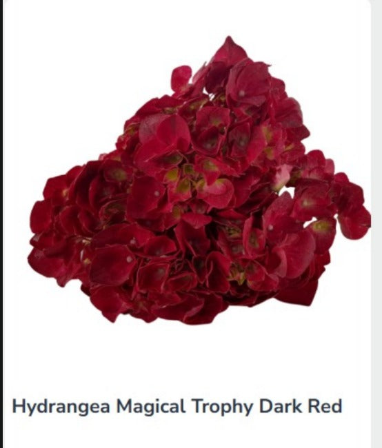 Hydrangea Magical Trophy Dark Red