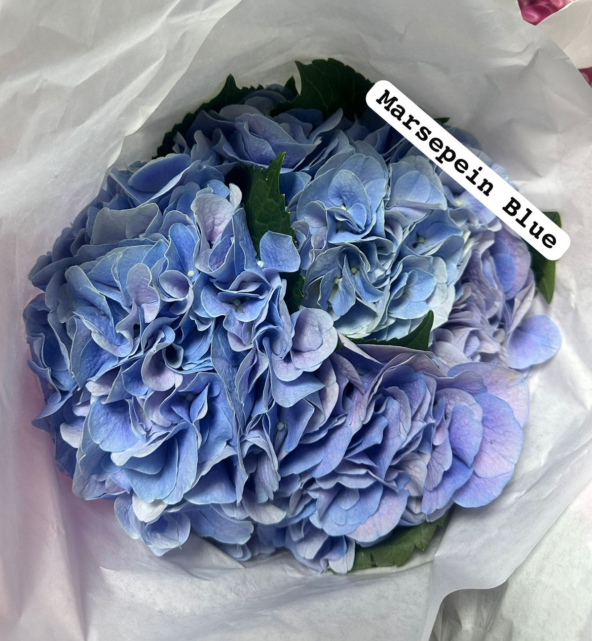Hydrangea Marsepein Blue