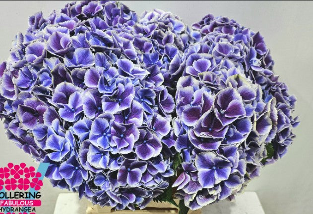Hydrangea My Beautiful Rio