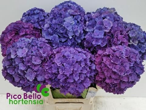 Hydrangea Royal Anastasia Blue