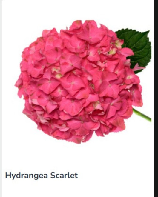 Hydrangea Scarlet
