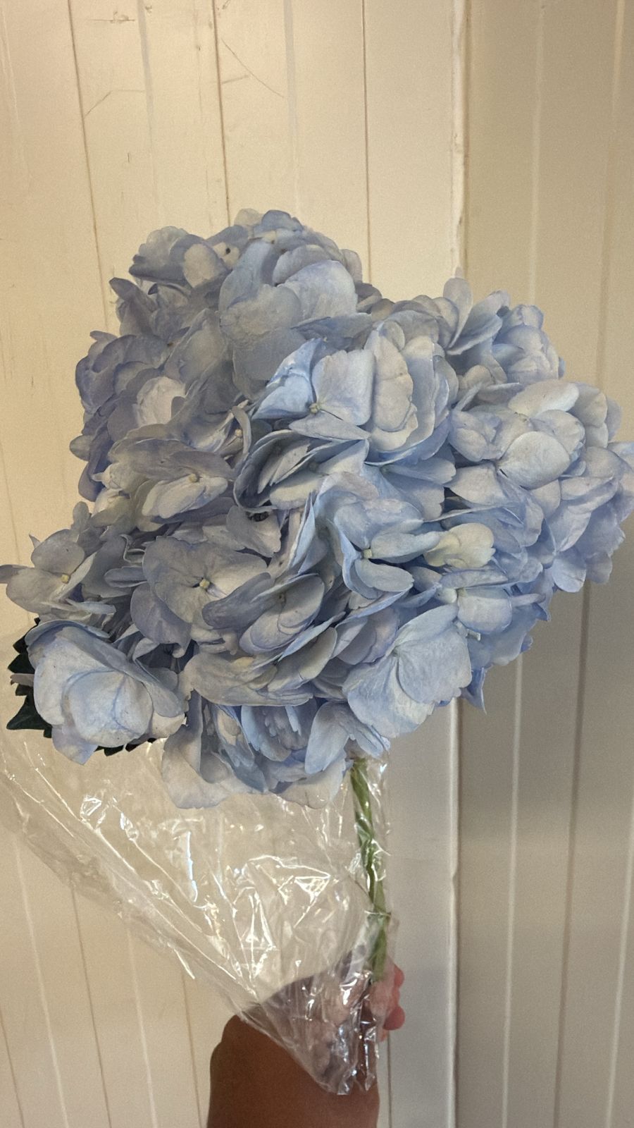 Hydrangea Tinted Blue