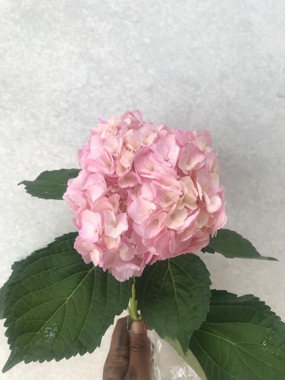 Hydrangea Tinted Pink