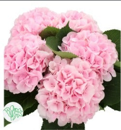 Hydrangea Verena Pink