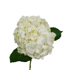 Hydrangea White