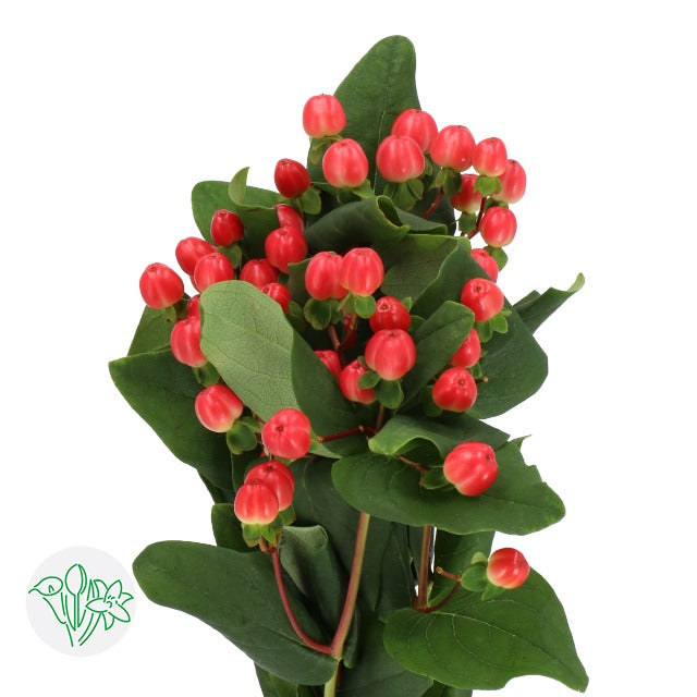 Hypericum Coco Tango