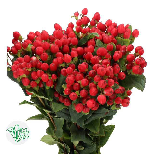 Hypericum Magical Triumph