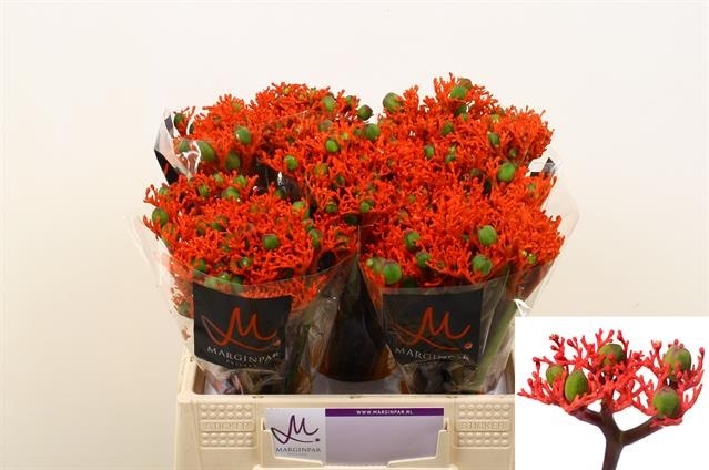 Jatropha Firecracker