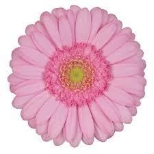 Gerbera Kimsey