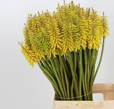 Kniphofia Sunningdale Yellow