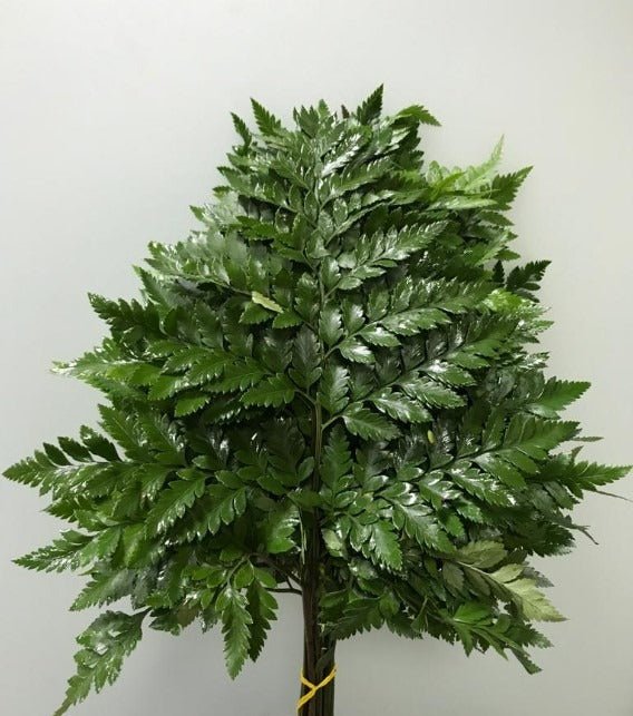 Leather Fern