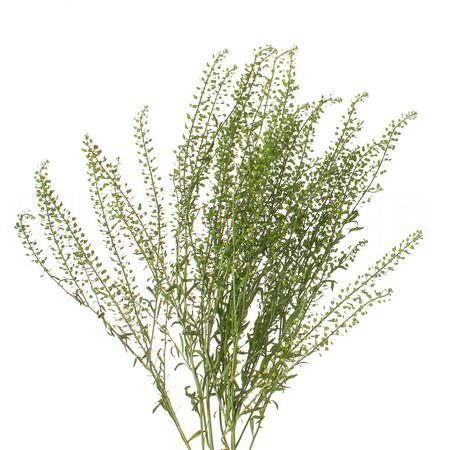 Lepidium