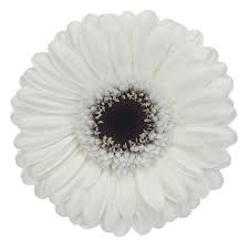 Gerbera Lido