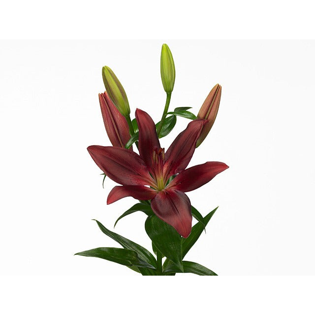 Lily LA - Hybrid Forza Red
