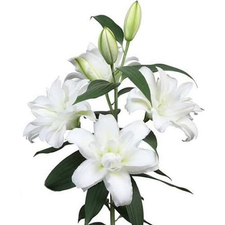 Lily Oriental Double Arosa