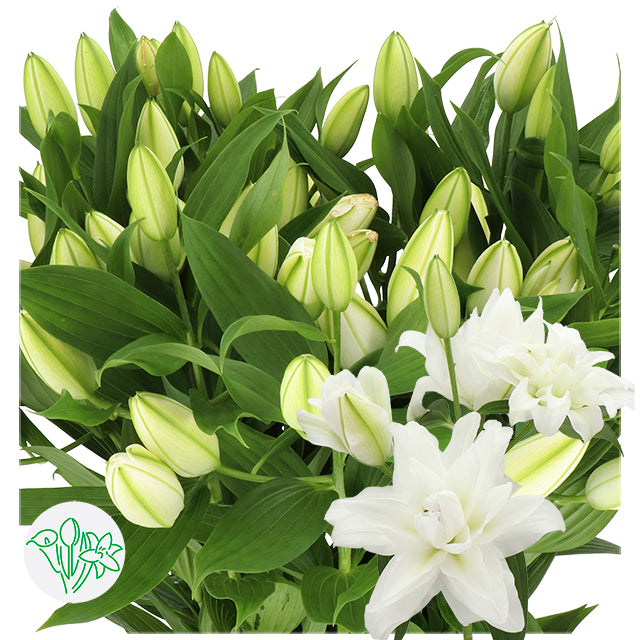 Lily Oriental Double Chardonnay