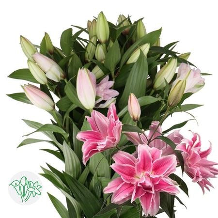 Lily Oriental Double Isabella