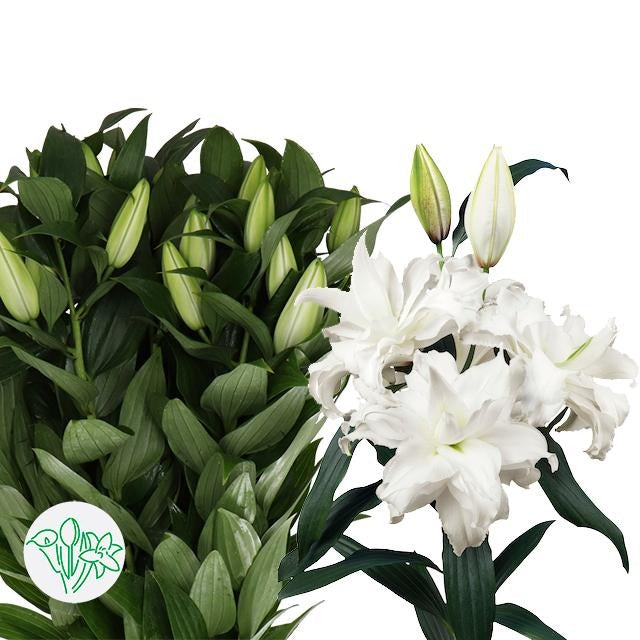 Lily Oriental Double Roselily Angela