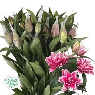 Lily Oriental Double Samantha