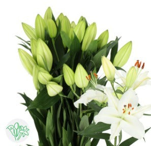 Lily Oriental Pacific Ocean