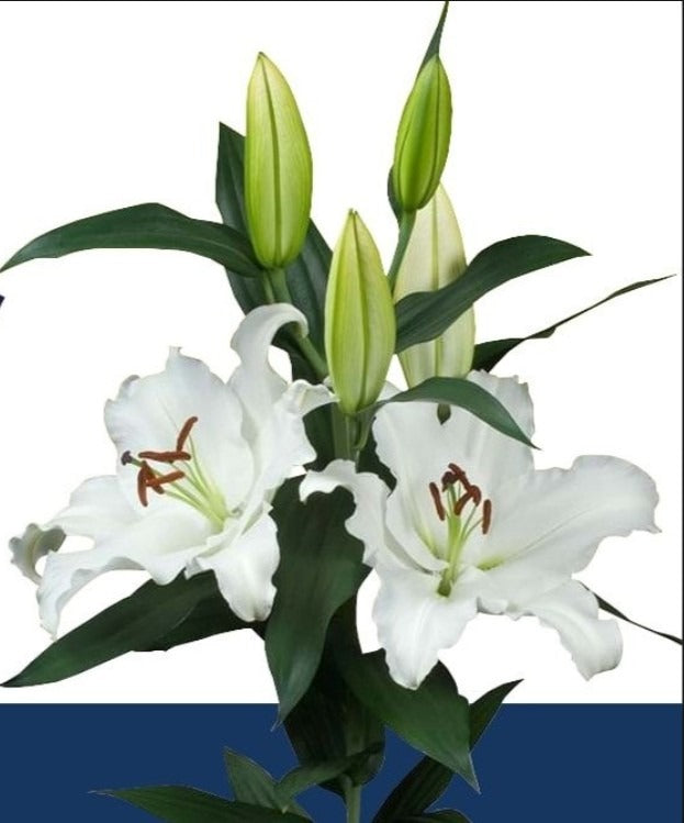 Lily Oriental Signum