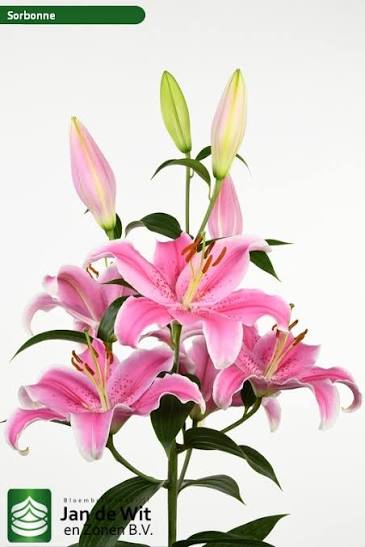 Lily Oriental Sorbonne