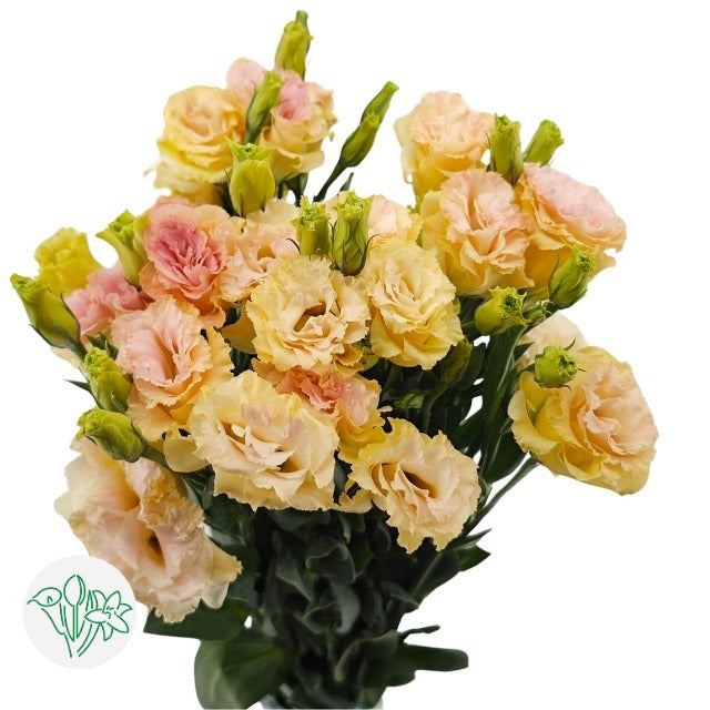 Lisianthus Champagne