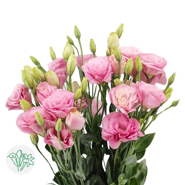 Lisianthus Pink