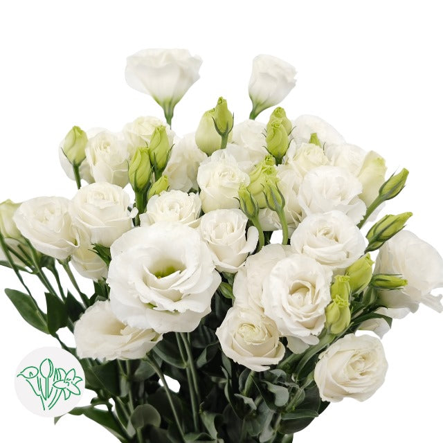 Lisianthus White