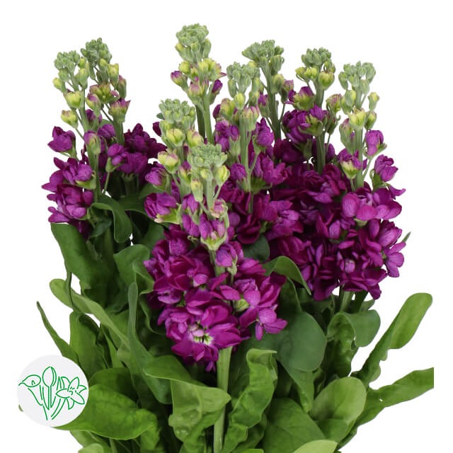 Mathiola Iron Purple