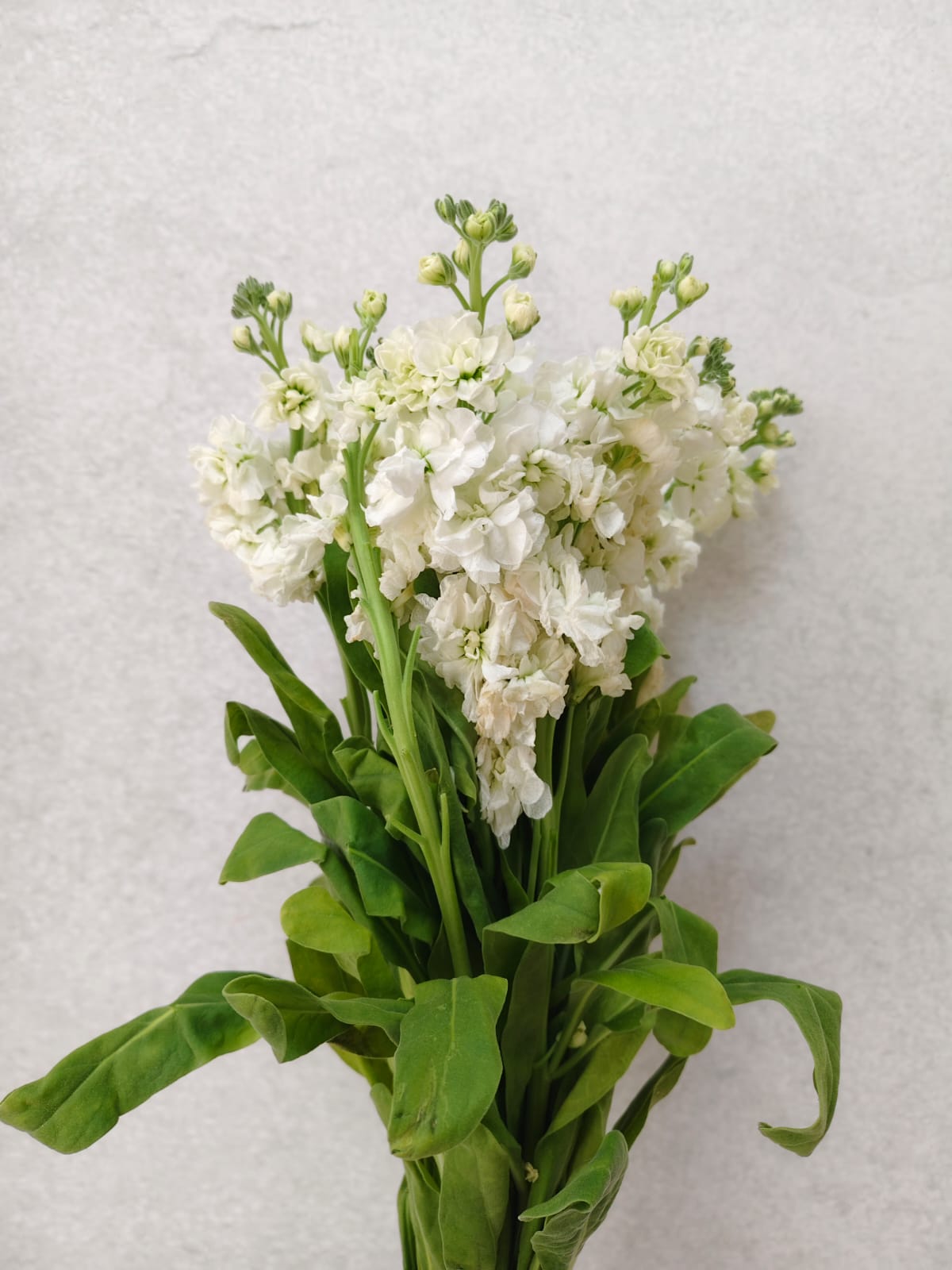 Mathiola White
