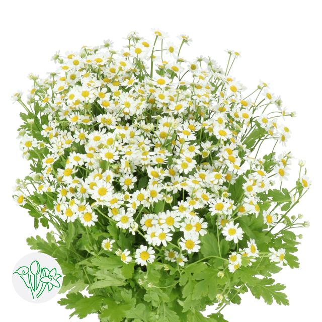 Matricaria Single Vermo