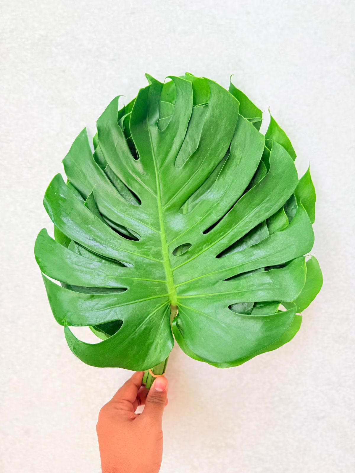 Monstera