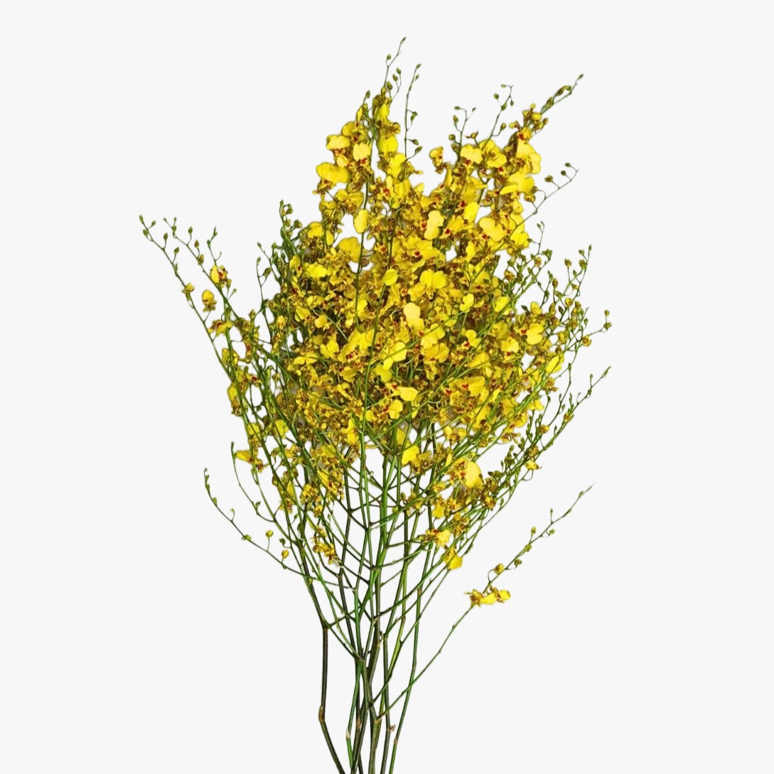 Oncidium