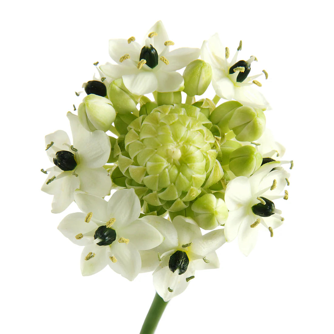 Ornithogalum Arabicum