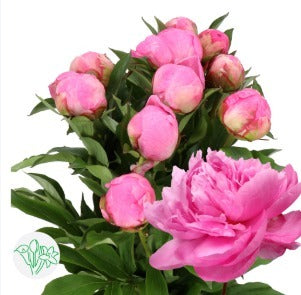 Paeonia Alexander Fleming