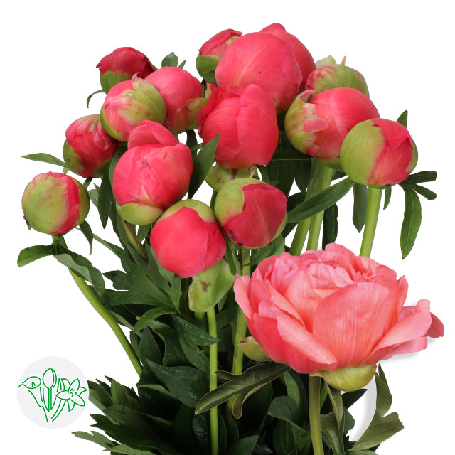 Paeonia Coral Charm