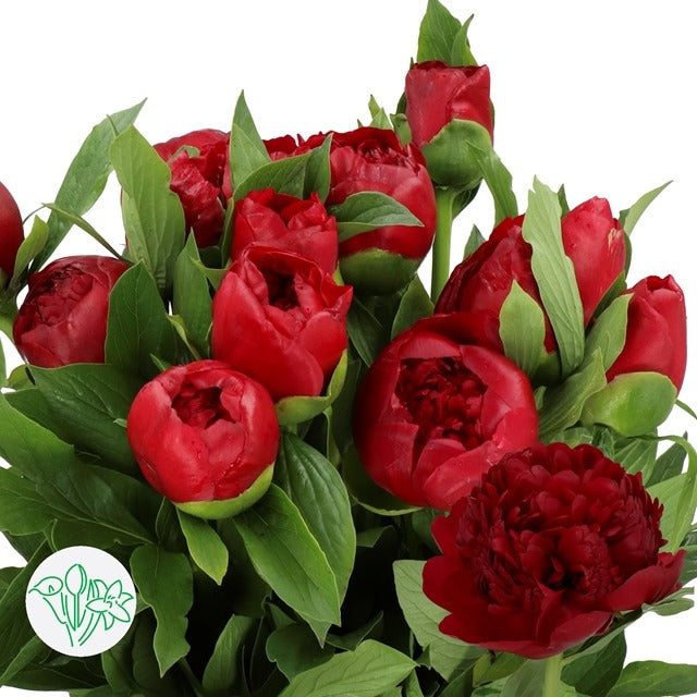 Paeonia Red Sarah Bernhardt