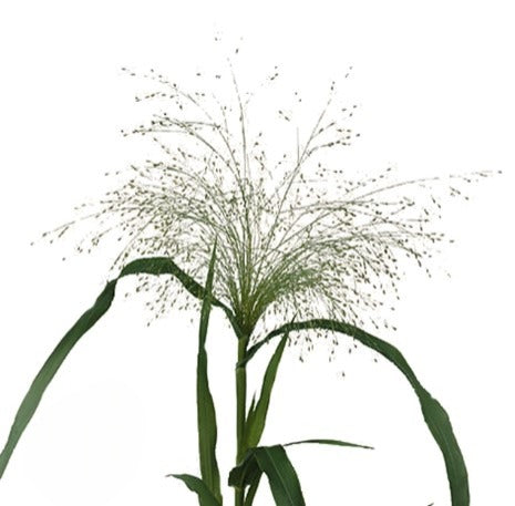 Panicum Fountain