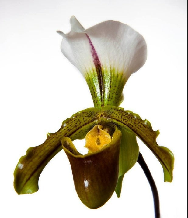 Paphiopedilum Leeanum
