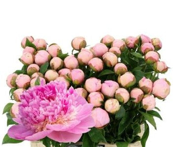 Peony Angel Cheeks